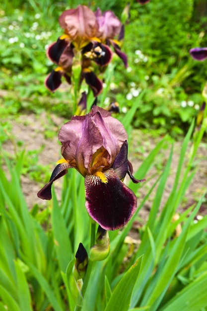 Iris