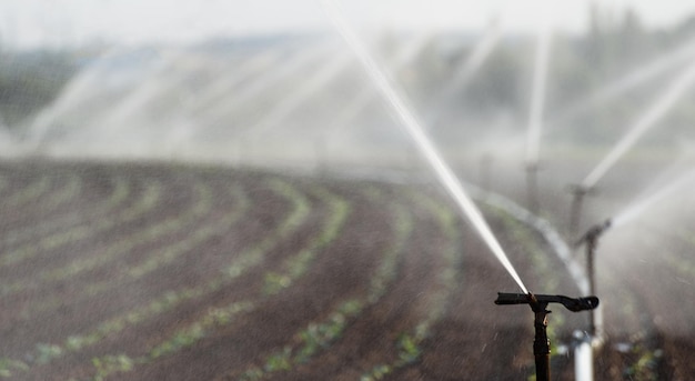 Photo irrigation des cultures en allemagne de l'ouest avec un système d'irrigation à l'aide de sprinklers dans un champ cultivé