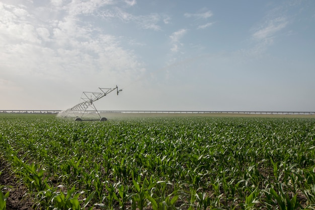 Irrigation du champ de maïs