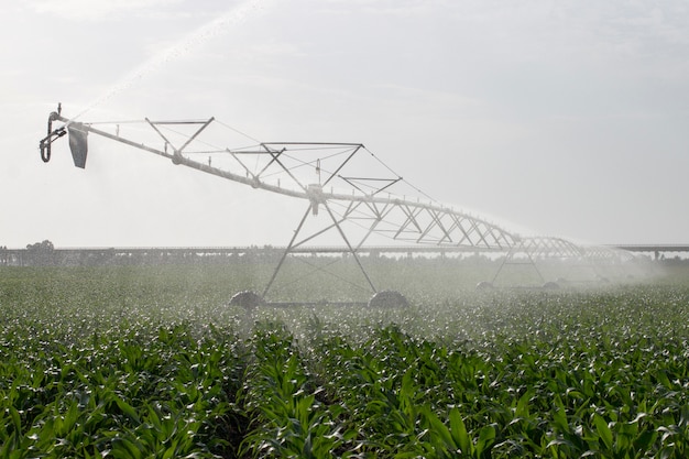 Irrigation du champ de maïs