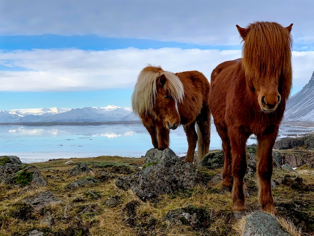 Islande Chevaux sur le terrain Islande