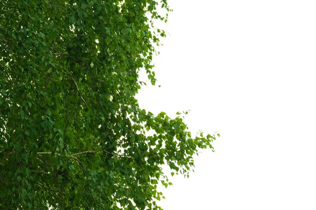 Isolat de feuillage de bouleau vert à fond blanc