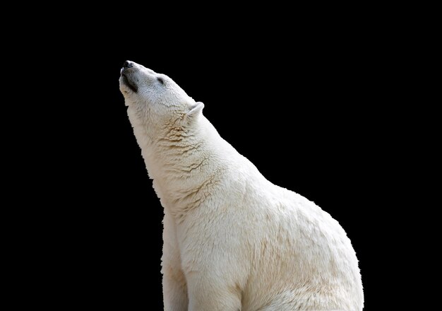 Isolat d'ours polaire blanc