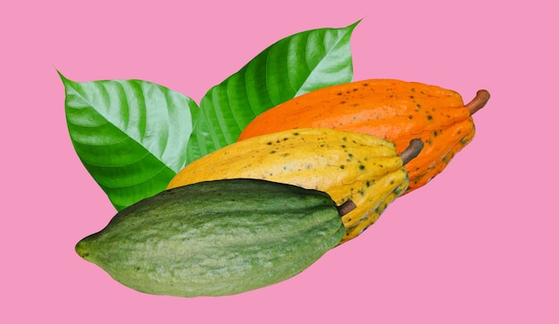 Isolat de trois fruits de cacao sur fond rose