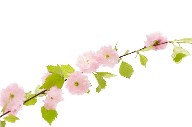 Isolatet branche Sakura sur fond blanc