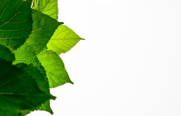 Photo isolé de la belle branche d'arbre avec une feuille colorée sur fond blanc.