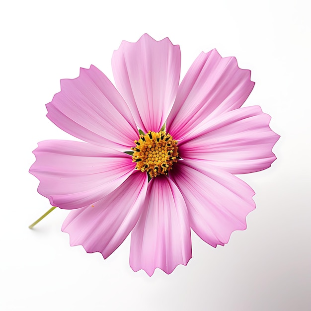 Isolé de fleur de Cosmos capturant la vue de dessus fantaisiste et délicate prise sur fond blanc