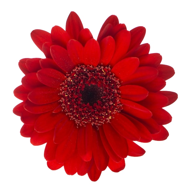 Isolé sur fond blanc fleur de gerbera bouchent