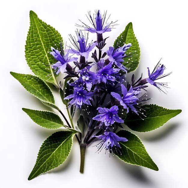 Photo isolé de la magnifique fleur de caryopteris mettant en valeur sa vue c du haut sur fond blanc