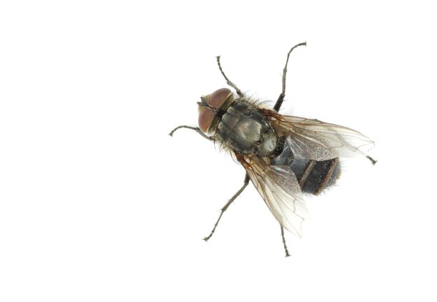 isolé sur une mouche blanche