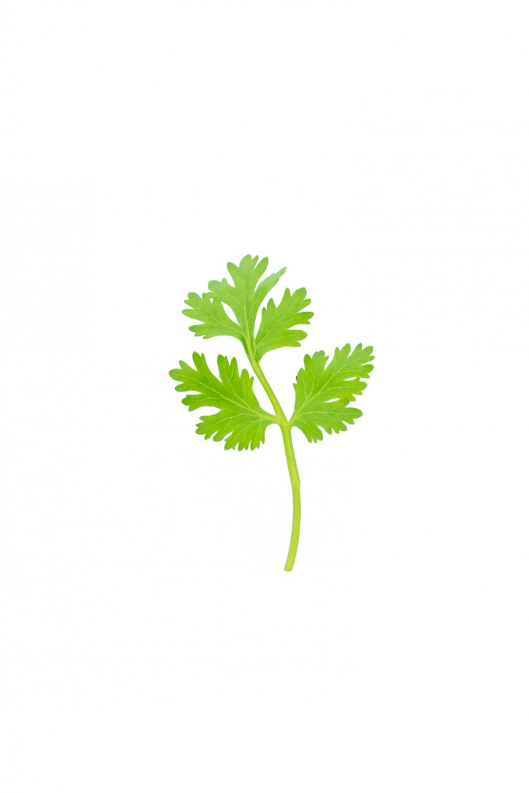 Photo isolement de coriandre verte sur blanc
