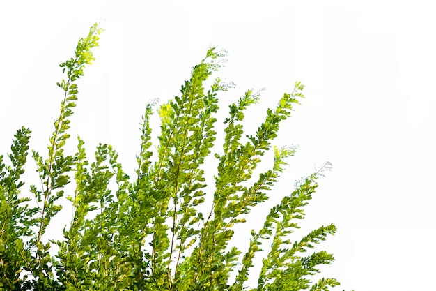 Isoler une branche d&#39;arbre ou un bâton avec un fond blanc.