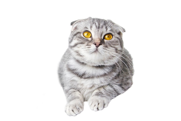 Isoler le chaton écossais gris Scottish Fold