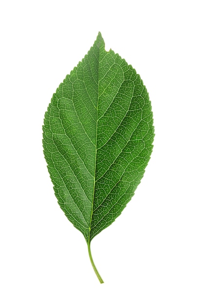 Isoler les feuilles de cerisier vert sur fond blanc