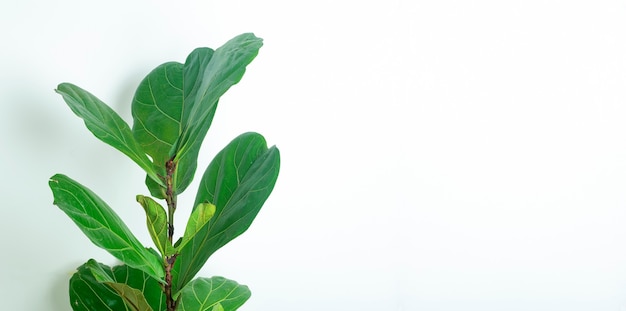 Isoler les feuilles de plantes d'intérieur de fond de plante verte sur fond blanc