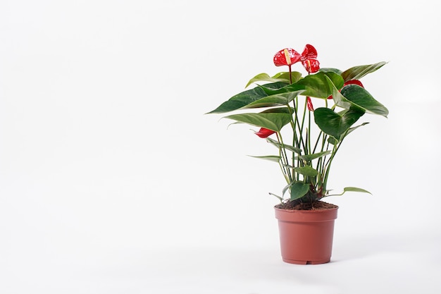 Isoler la fleur d'Anthurium rouge dans un pot sur un fond blanc.