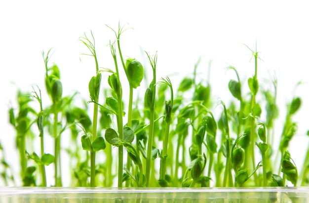 Isoler les germes de pois Microgreen sur fond blanc.