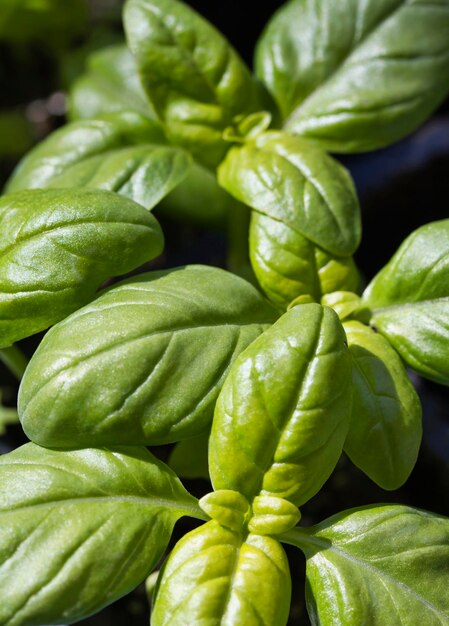 Photo italie campagne basilic frais dans le jardin ocymum basilicum