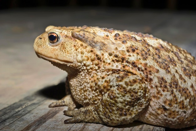 Italie campagne crapaud commun Bufo bufo libre