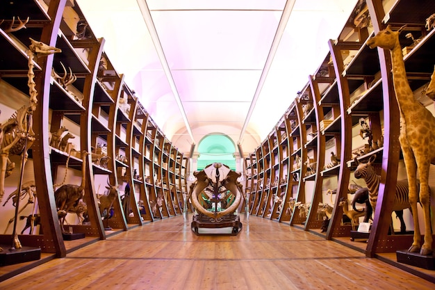 Italie, intérieur d'un très vieux musée de la nature et des sciences