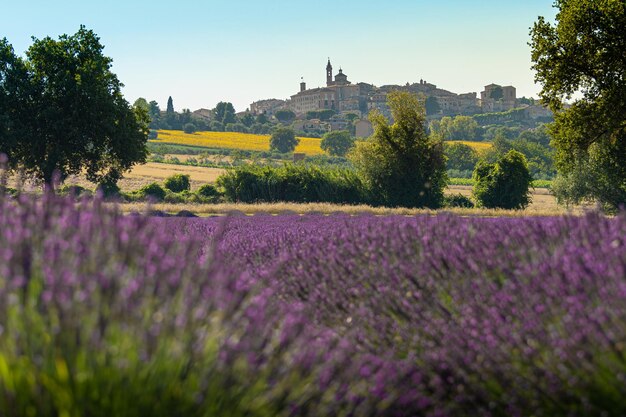 Photo italie juillet 2021 - une vue merveilleuse et relaxante d'un champ de lavande