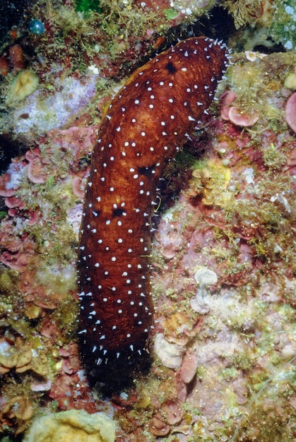 Photo italie, mer méditerranée, photo uw; vue d'un concombre de mer tacheté (film scan)