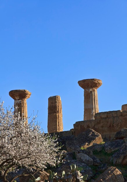 Photo italie sicile agrigente vallée des temples grecs colonnes du temple d'hercule