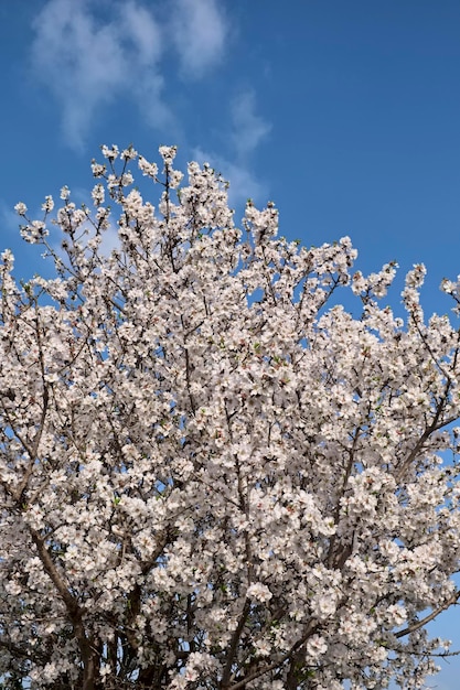 L'Italie, la Sicile, la campagne, l'amandier fleurit au printemps