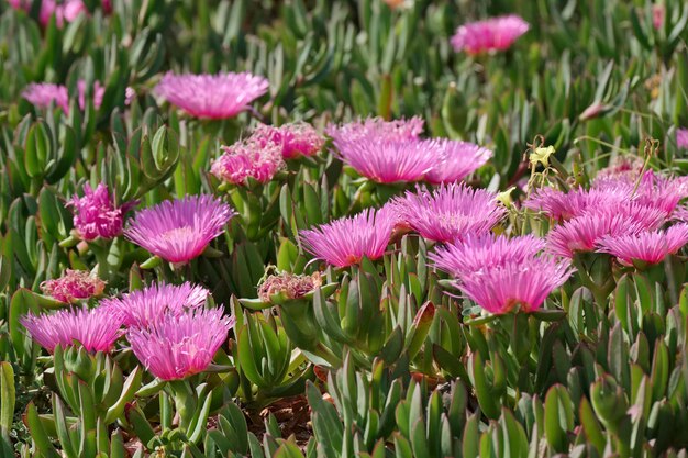 Italie, Sicile, côte sud-est, plantes succulentes sur le sable