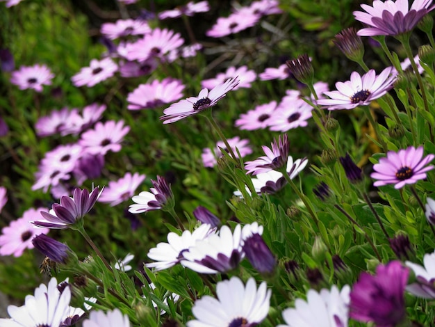 Italie, Sicile, marguerites violettes dans un jardin