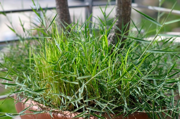 Italie, Sicile, province de Raguse, herbe verte poussant dans un vase