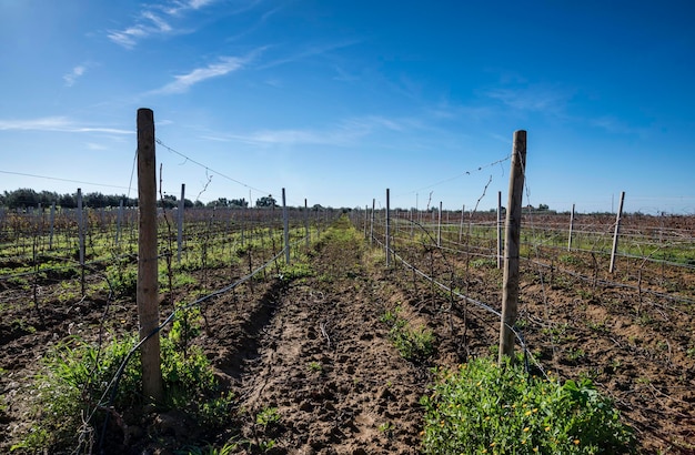 Italie Sicile Ragusa Province vignoble de campagne en hiver