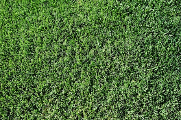 Italie Sicile Raguse province herbe verte dans un jardin