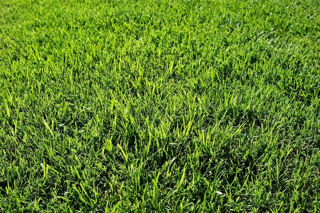 Italie Sicile Raguse province herbe verte dans un jardin