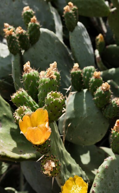 Italie Toscane Île d'Elbe Figues de Barbarie Opuntia phaeacantha