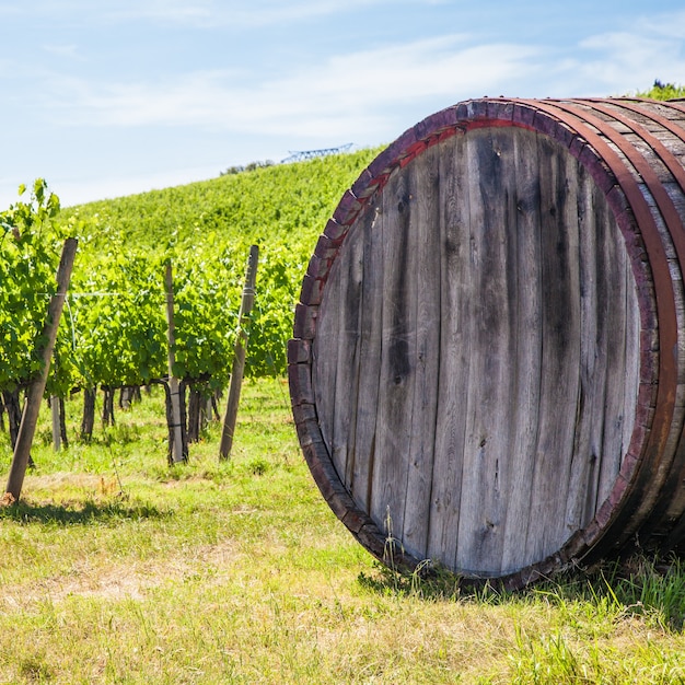 Italie, Toscane, région du Chianti. Vignoble du Chianti pendant une journée ensoleillée d'été