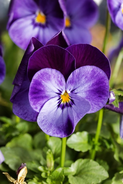 Italie, violettes dans un jardin