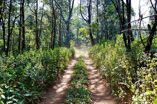 Itinéraire de voyage Dans la forêt de Thaïlande