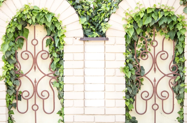 Ivy sur une clôture forgée. Une brindille de lierre sur une brique beige