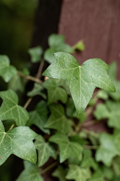 Ivy sur un fond de pierre près de macro haute qualité