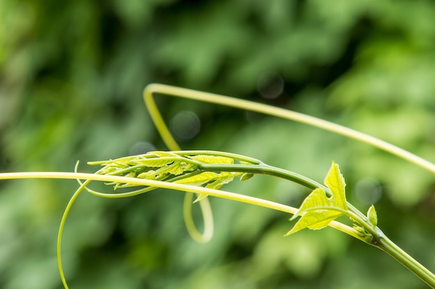 Ivy Gourd feuilles est un légume et des herbes