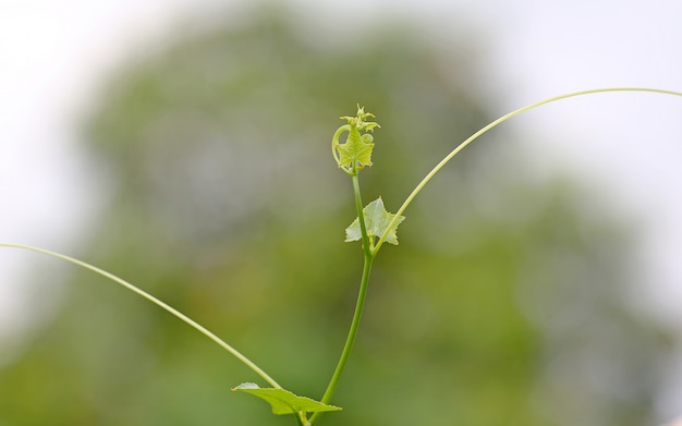 Ivy Gourd