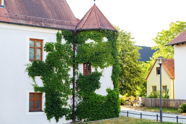 Ivy sur le mur blanc à côté