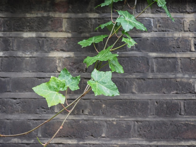 Ivy plante et mur de fond