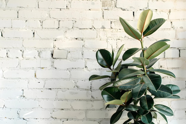 Ivy vert sur fond de mur de brique blanche avec espace de copie pour le texte