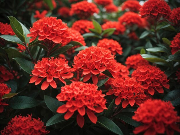 ixora coccinea fleurs rouges