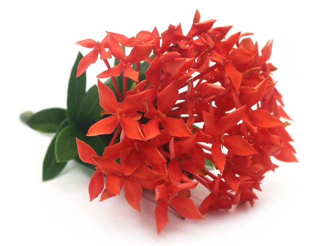 Ixora rouge sur fond blanc