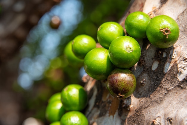 Jabuticaba, beaux détails d'un arbre jabuticaba chargé de fruits encore verts, lumière naturelle, mise au point sélective.