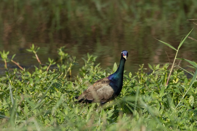 Photo jacana à ailes de bronze marchant dans la nature