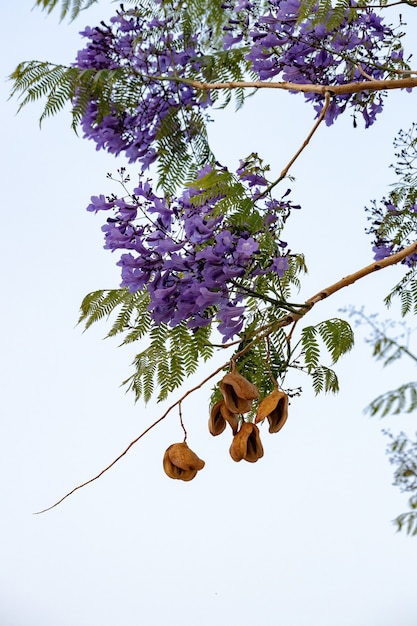 Jacaranda bleu Arbre de l'espèce Jacaranda mimosifolia avec fleur de fruits et mise au point sélective